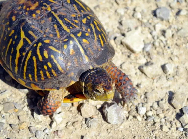 Ornate Box Turtle Still At Risk Sierra Club   Ornate Box Turtle  Joanna Gilkeson USFWS .webp